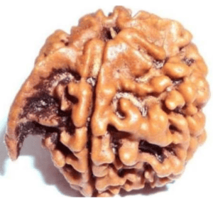 Nepal Origin Ganesh Mukhi Rudraksha - 17mm to 22mm