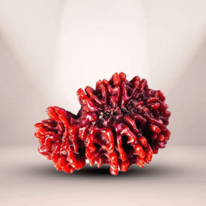 Nepal Origin Garbh Gauri Rudraksha - 17mm - 22mm