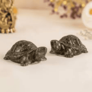 Dhan Labh Tortoise
